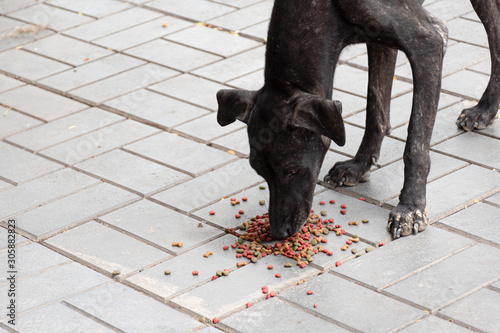 A black stray dog is eating ground food