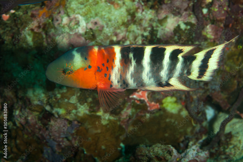 The surprising underwater world of the Indian and Pacifical Oceans The surprising underwater world of the Indian and Pacifical Oceans