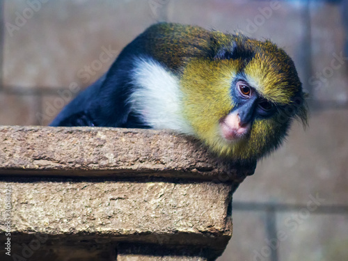 Golden mangobey looks from above in a zoo photo