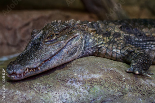 Little crocodile lies on a stone in a zoo