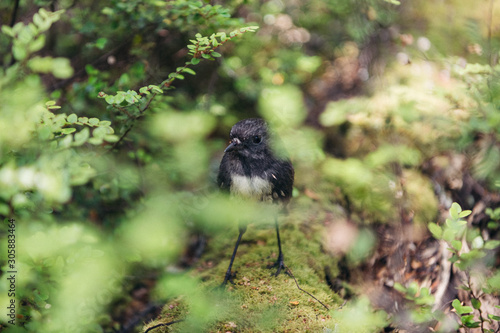 NAtive New Zealand Robin on forest floor
