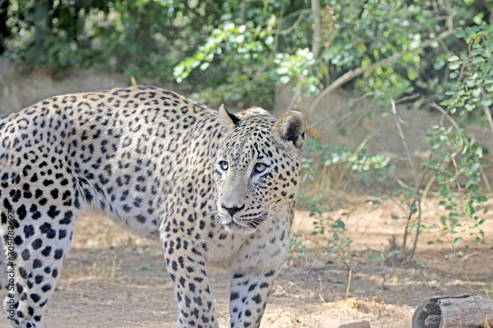 Leopard walks in search of food, a terrible leopard Leopard walks in search of food, a terrible leopard