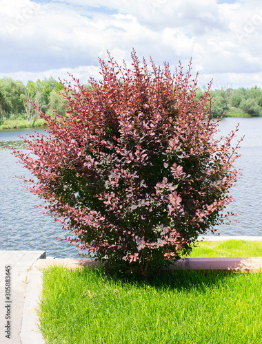 Bush Of Berberis Thunbergii, The Japanese Barberry, Thunbergs Barberry, Or Red Barberry. Flowering Plant In The Barberry Family, Berberidaceae. Concorde photo