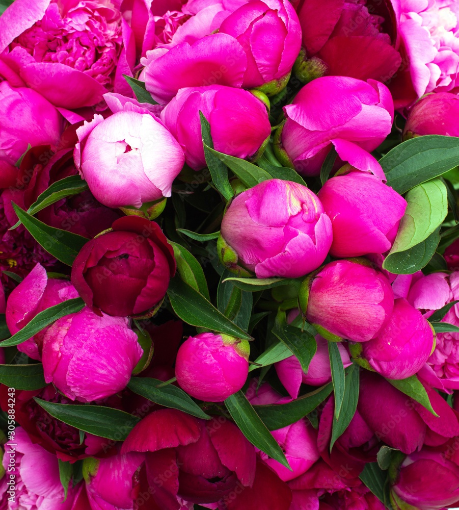 Bouquet of pink peonies. Still life with colorful flowers. Fresh peonies. Flower concept. Fresh spring bouquet. Summer Background Bouquet of pink peonies. Still life with colorful flowers. Fresh peonies. Flower concept. Fresh spring bouquet. Summer Background