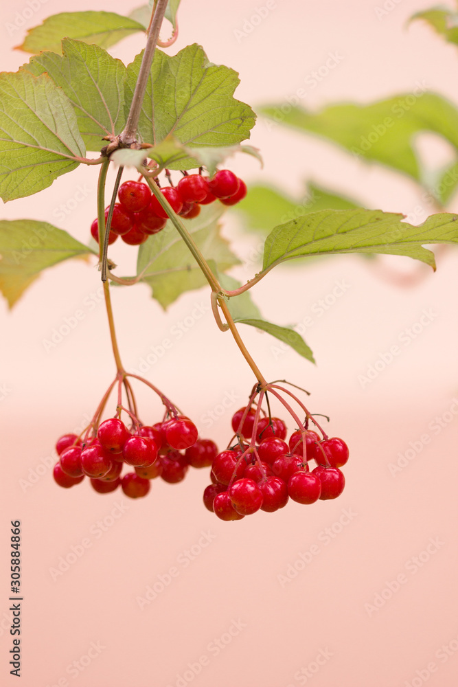 Red viburnum branch in the garden. Viburnum viburnum opulus berries and leaves outdoor in autumn fall. Bunch of red viburnum berries on a branch Red viburnum branch in the garden. Viburnum viburnum opulus berries and leaves outdoor in autumn fall. Bunch of red viburnum berries on a branch