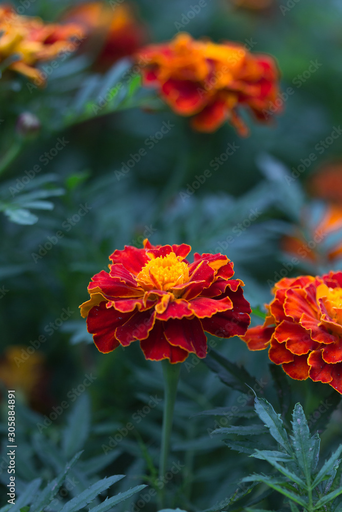 marigold flowers (Tagetes erecta, Aztec, African marigold flower). Floral background pattern tagetes card
