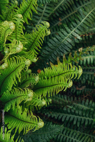 New Zealand fern
