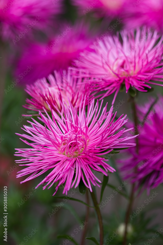 Bright pink asters flowers autumn time background Bright pink asters flowers autumn time background