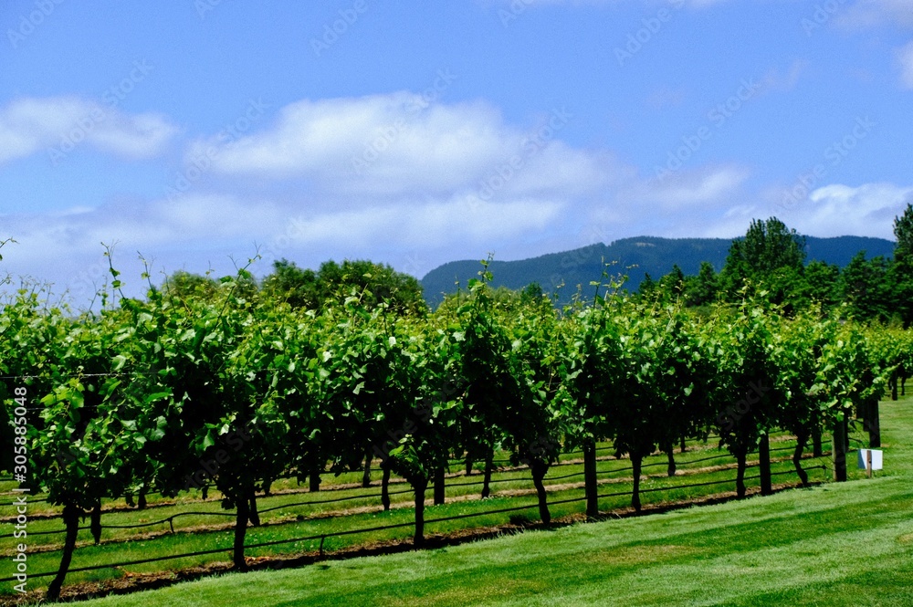 vineyard landscape. Autumn grapes garden