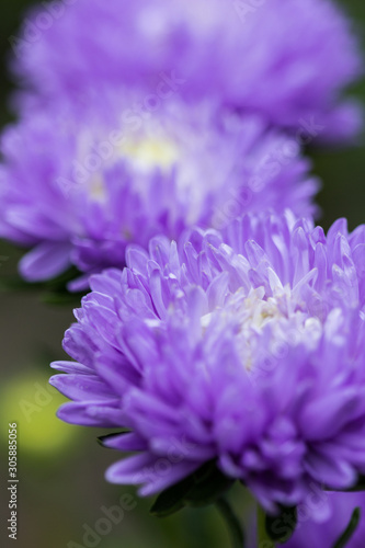 Bright Violet asters flowers autumn time background