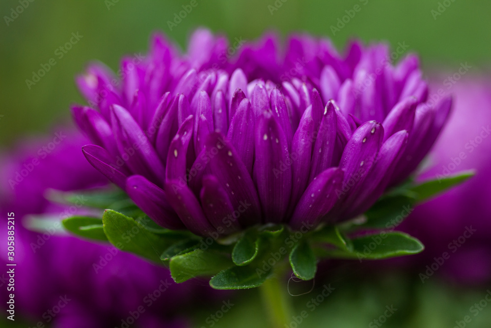 Bright Violet asters flowers autumn time background Bright Violet asters flowers autumn time background