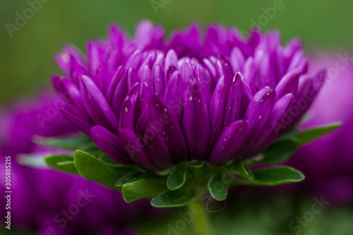 Bright Violet asters flowers autumn time background