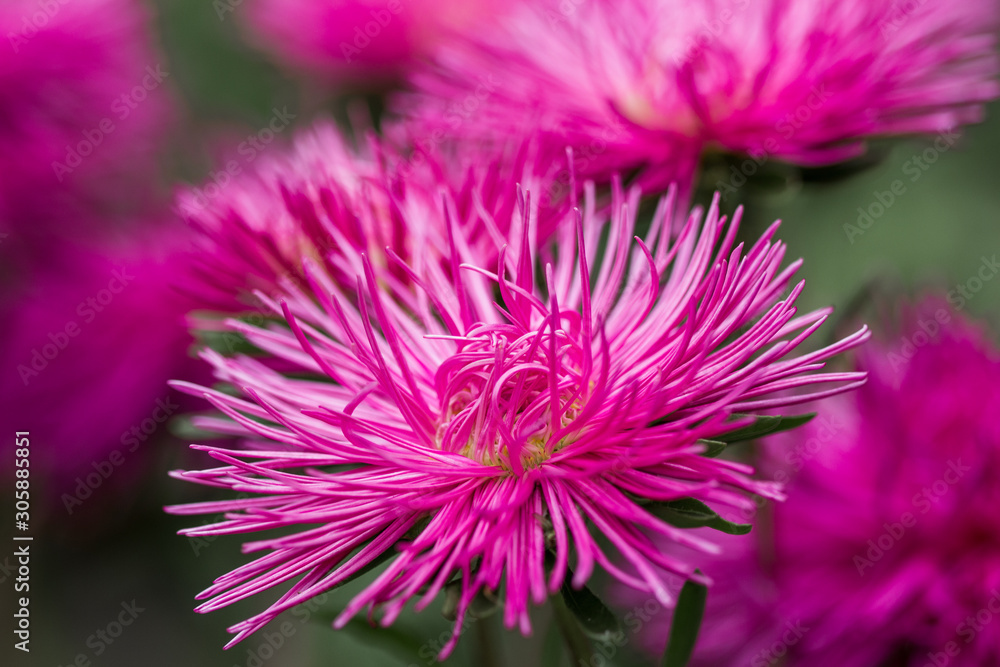 Obraz premium Pink Asters bloom in the garden. Flowers aster close up. Soft focus.