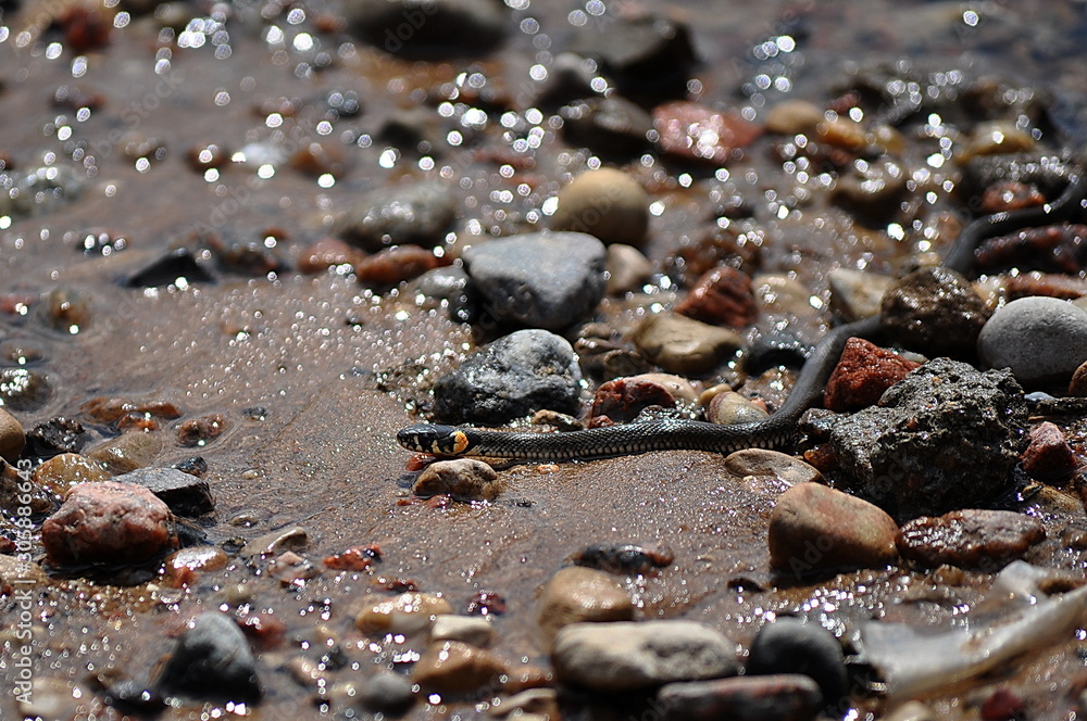 a young snake creeps along the sandy bank of the river a young snake creeps along the sandy bank of the river