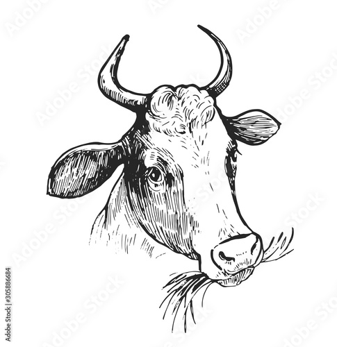 Cow sketch. Hand drawn illustration converted to vector. Isolated on white background