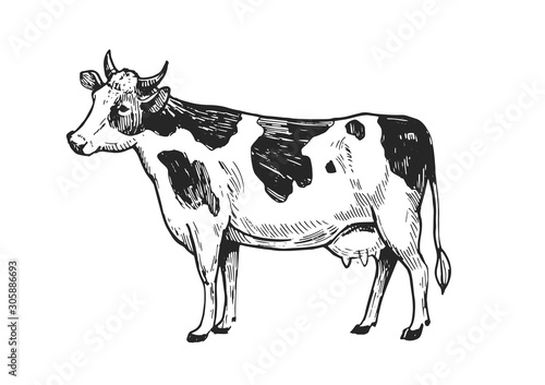 Tableau sur toile Cow sketch