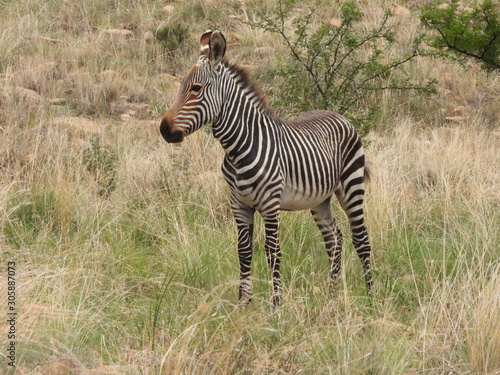 Mountain zebra foal