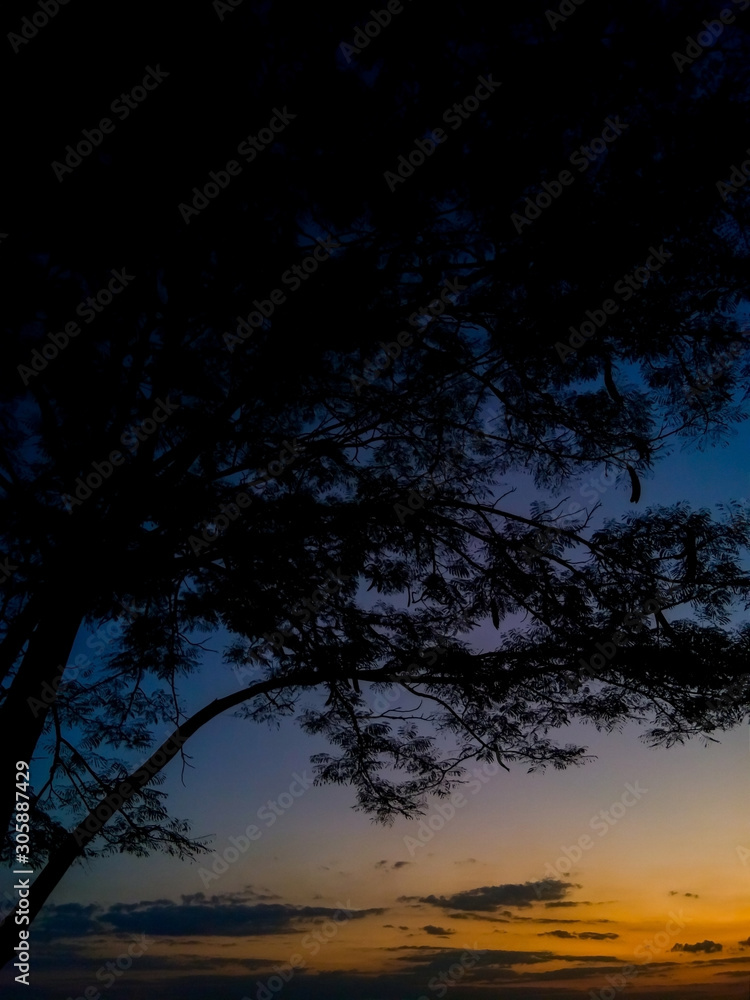 Silhouette trees on forest at sunset. Landscape nature twilight sky. Beautiful colorful background. Warm colors. Amazing evening scene