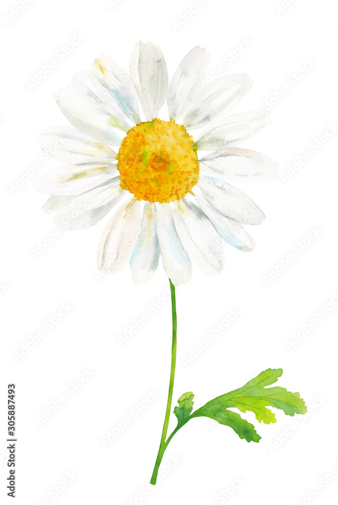 Fototapeta premium Daisy flower, watercolor hand drawn chamomile iaolated on white background, good for wrapping, pattern, card.