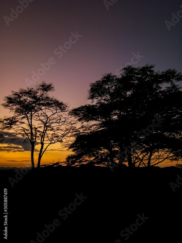 Silhouette trees on forest at sunset. Landscape nature twilight sky. Beautiful colorful background. Warm colors. Amazing evening scene
