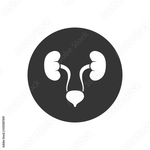 Urinary system vector white icon isolated on gray