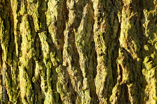 Holztextur, Hintergrundbild, grünliche Baumrinde abstrakt