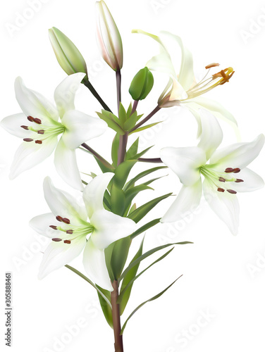 four white lily blooms and buds on stem