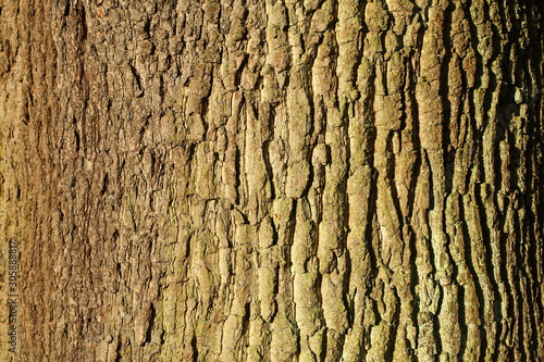 Holztextur, Hintergrundbild, grünliche Baumrinde