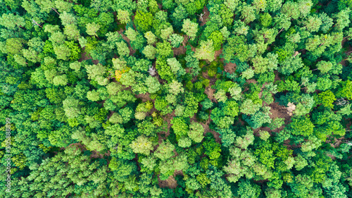 Aerial drone view of idyllic forest landscape.