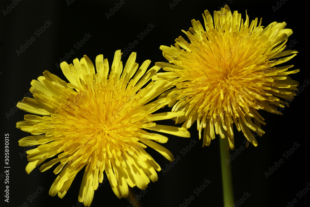 Yellow dandelion flowers. Close-up on an isolated background Yellow dandelion flowers. Close-up on an isolated background