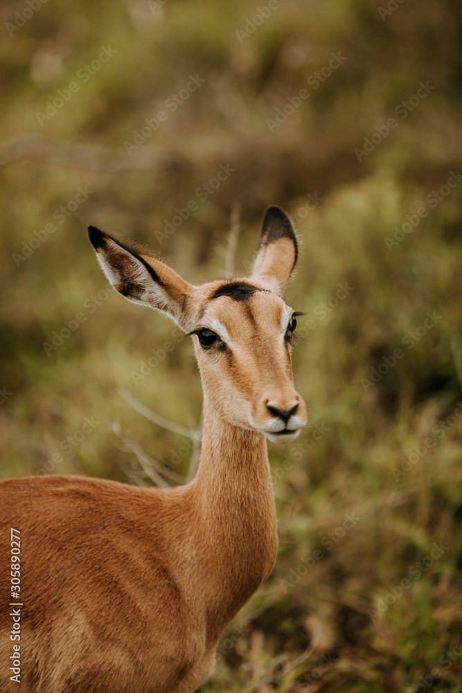 Africa wild animals Africa wild animals