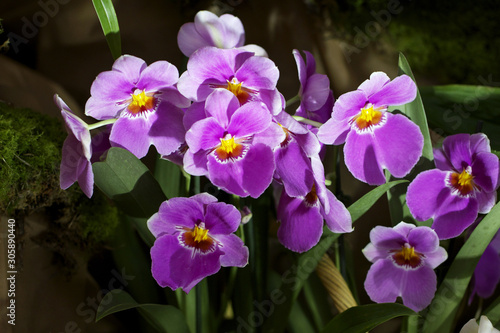 Fototapeta Naklejka Na Ścianę i Meble -  Orchidée Miltonia Violete (Plante Verte Exotique Tropicale)