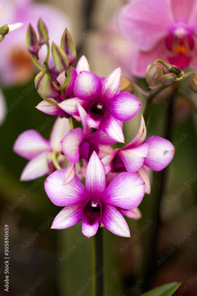 Orchidée Dendrobium Violete (Plante Verte Exotique Tropicale) Stock Photo |  Adobe Stock