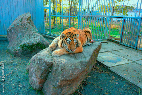 A tiger in a zoo lies in a cage and looks at visitors. photo