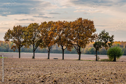 Group of autumnal trees between sugar beet farmland with trees in the background