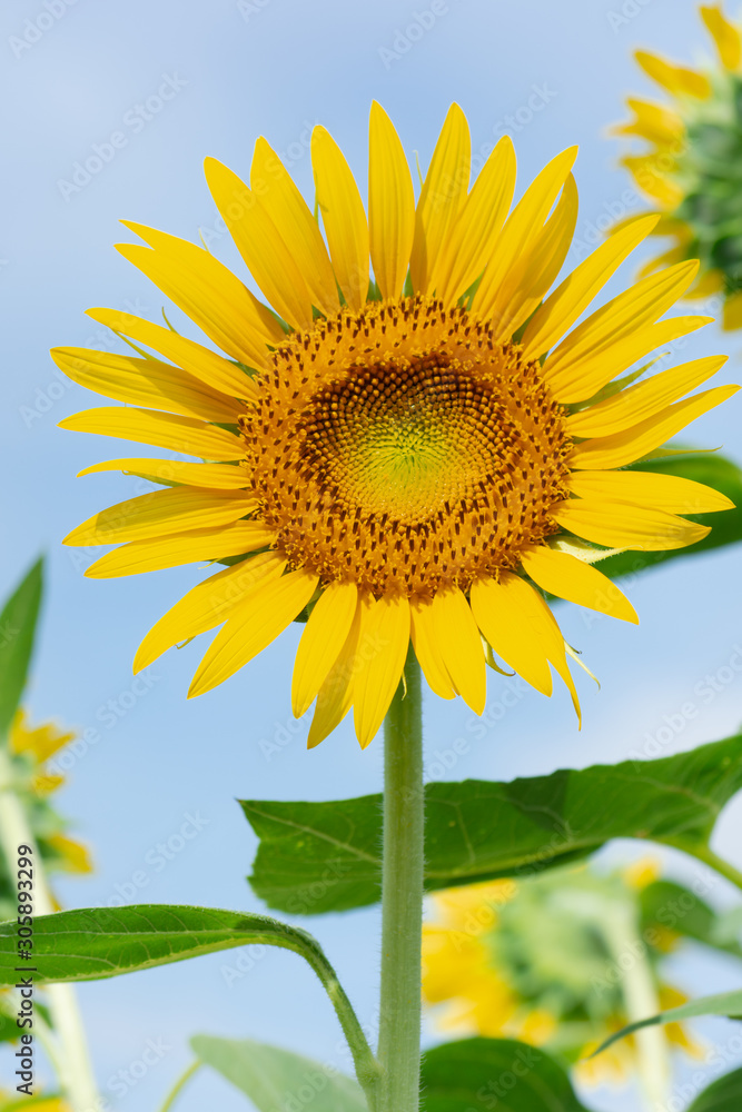 Fototapeta premium ヒマワリ