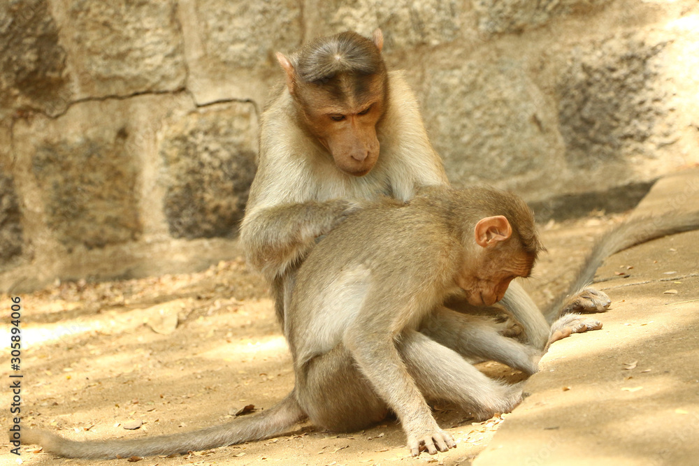 Indian monkey Images