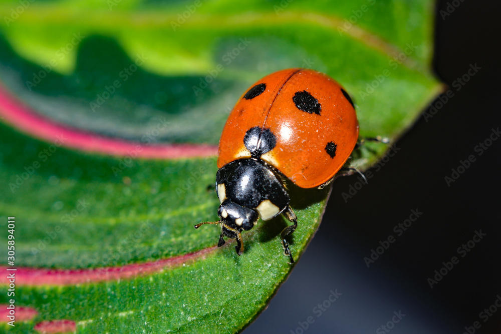 Fototapeta premium Ladybug crawling on a green grassy leaf, macro photo of wildlife.