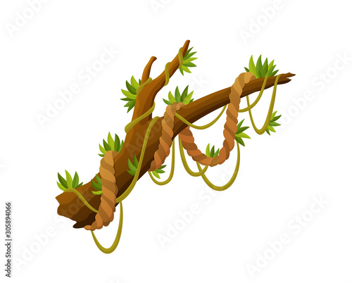 Liana or jungle plant or vine wild greenery winding branches vector stem with leaves isolated decorative elements tropical vines rainforest flora and exotic botany wild curling species and twigs