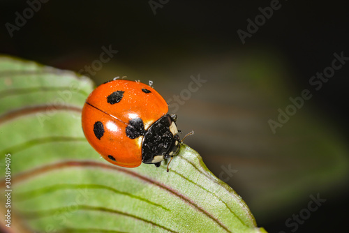 Ladybug crawling on a green grassy leaf, macro photo of wildlife.