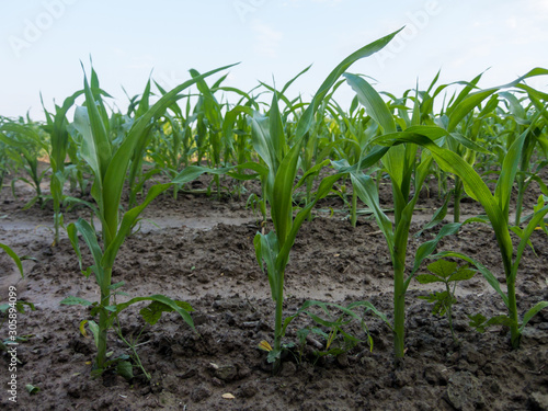 Young green plants on a field photo