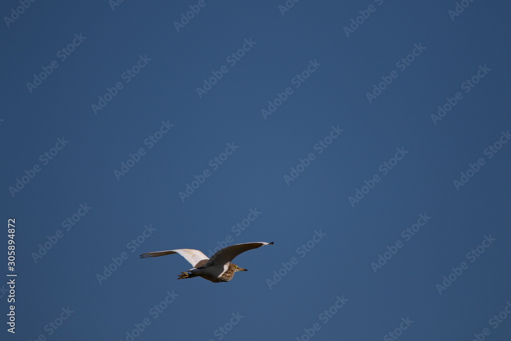Obraz premium Heron in flight