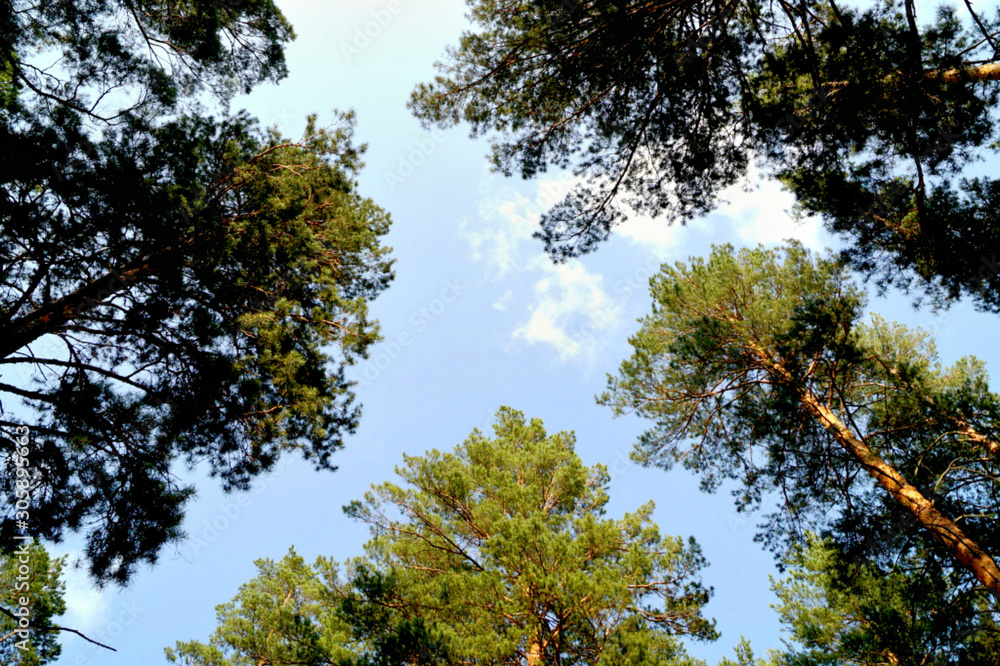 Obraz premium Небо и сосны