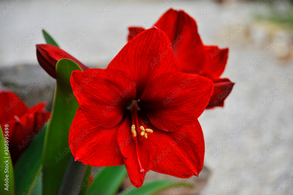 flores flores