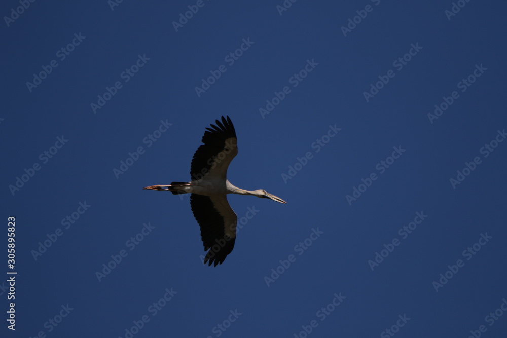 Obraz premium stork in flight