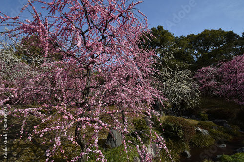 Wallpaper Mural 花の庭 Torontodigital.ca