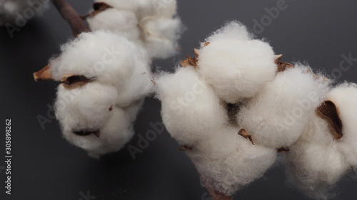 Close up of Cotton flowers on black background.