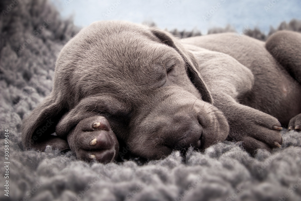 Weimaraner Welpe Weimaraner Welpe