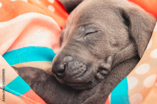 Canvastavla Weimaraner Welpe