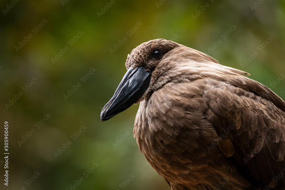 The hamerkop (Scopus umbretta) in the green background
